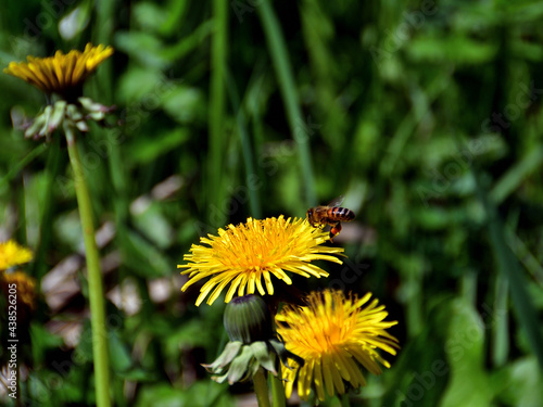 Wallpaper Mural Close-up of a yellow dandelion on which a striped toiler bee is landing, in direct sunlight against a blurred background of green field grass. Torontodigital.ca