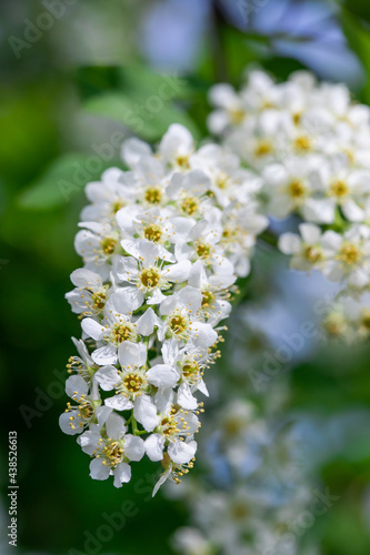 White flowers and branches of garden bird cherry close-up