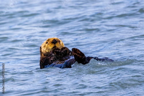 wild sea otter floating on his back in Prince William Sound in Alaska