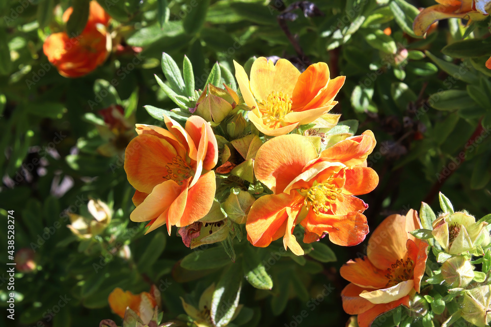 Closeup of orange potentilla shrub flowers in summer - obrazy, fototapety, plakaty 