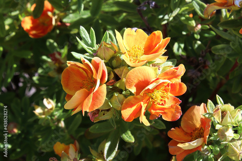 Closeup of orange potentilla shrub flowers in summer
