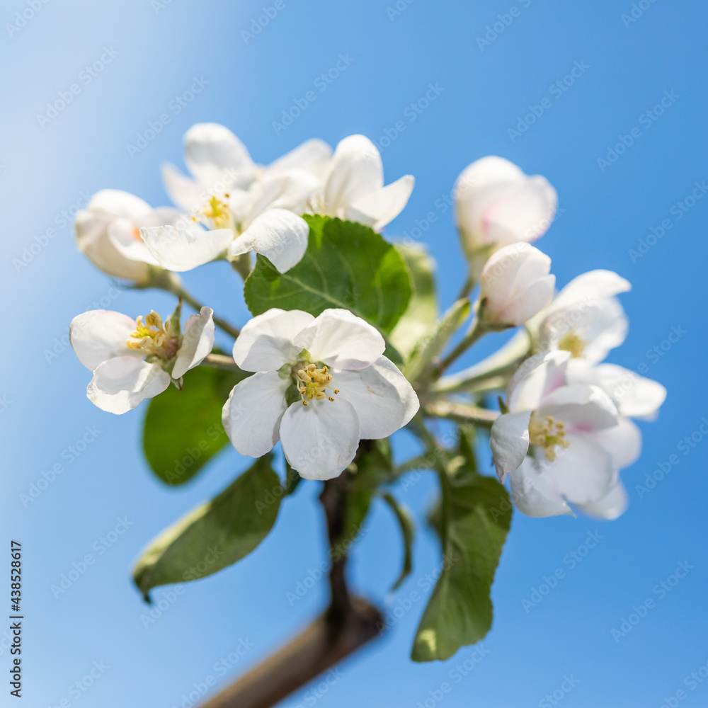 large white flowers of a garden apple large white flowers of a garden apple