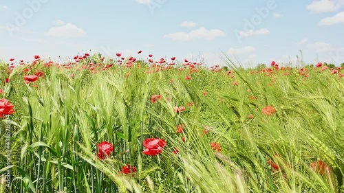 Wheat and the poppy flower in the wind on a summer day.