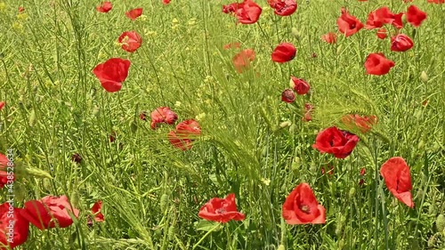 Wheat and the poppy flower in the wind on a summer day.