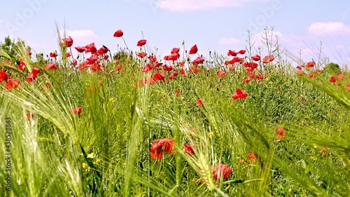 Wheat and the poppy flower in the wind on a summer day.