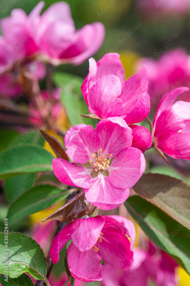 Fototapeta premium branches of a garden apple tree with large pink flowers