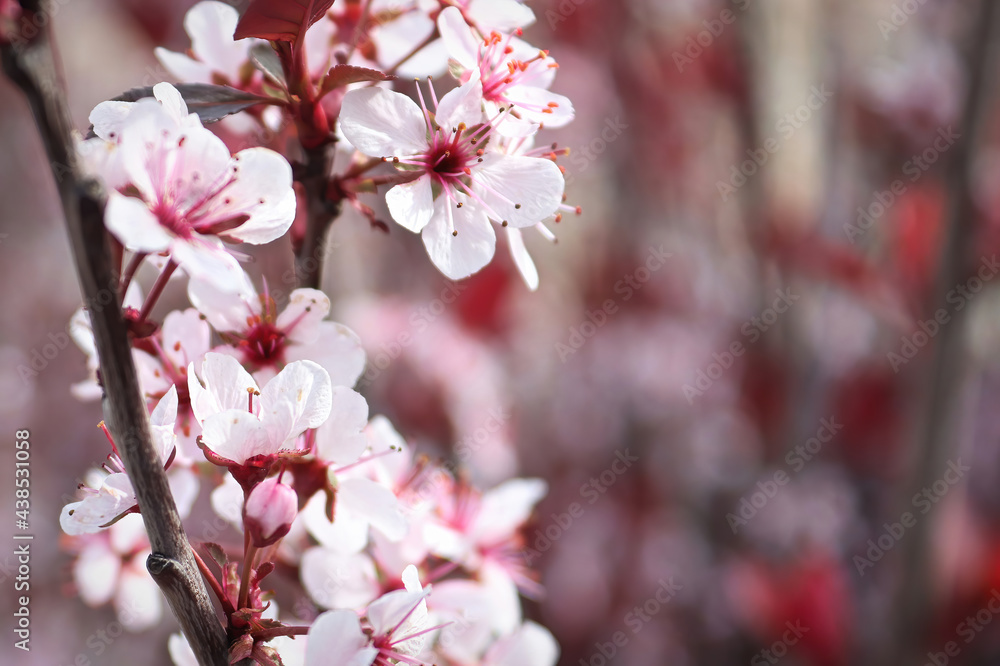 Purple Leaf Plum blossoms blooming in spring Purple Leaf Plum blossoms blooming in spring