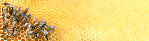 Bees eat nectar and honey in a honeycomb cell on a frame. Banner. Beekeeping photo