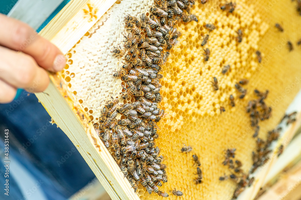 Bees eat nectar and honey in a honeycomb cell on a frame Bees eat nectar and honey in a honeycomb cell on a frame