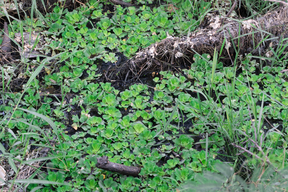 grass in the ground