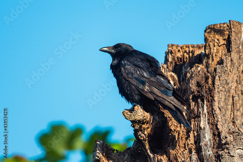 Carrion Crow, Corvus Corone - passerine bird