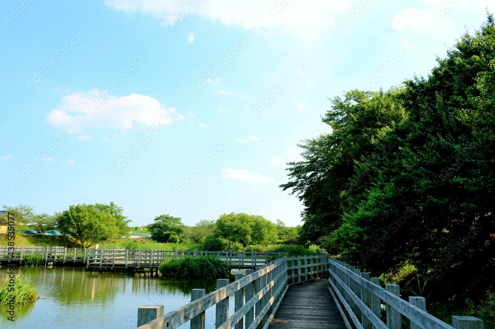 初夏 緑 橋 風景 初夏 緑 橋 風景