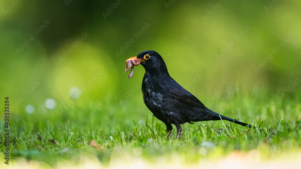 Caring father. Male of Blackbird with worms in its beak. His Latin name is Turdus merula. Caring father. Male of Blackbird with worms in its beak. His Latin name is Turdus merula.