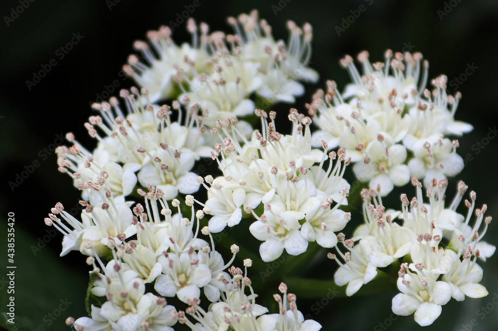 Macro of flowers on a Arrowwood viburnum shrub Macro of flowers on a Arrowwood viburnum shrub