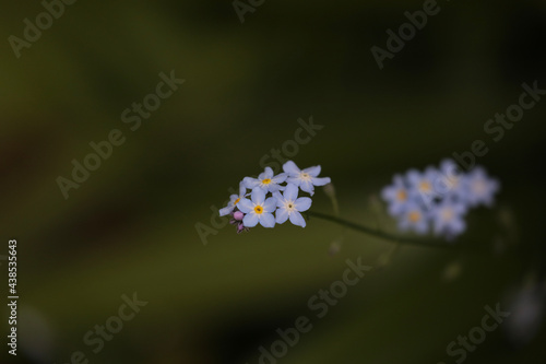 forget me not