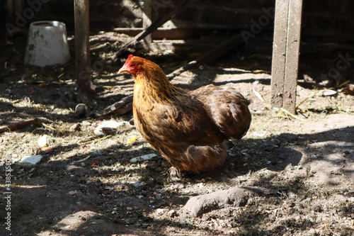 range chicken