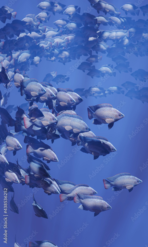 Obraz premium Flocks of fish swim in groups, the underwater circle is shining down. Lots of tilapia Swim in groups or in groups. Naturally, underwater, herds of fish are fed for food. 3D Rendering.