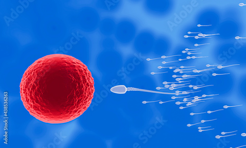 The sperm is directed towards the egg. To do human mating. A pre-fertilization model between an egg and a sperm. 3D Rendering photo