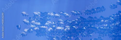 Flocks of fish swim in grou...