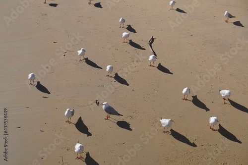 Still Life with Seagulls on Wet Sand