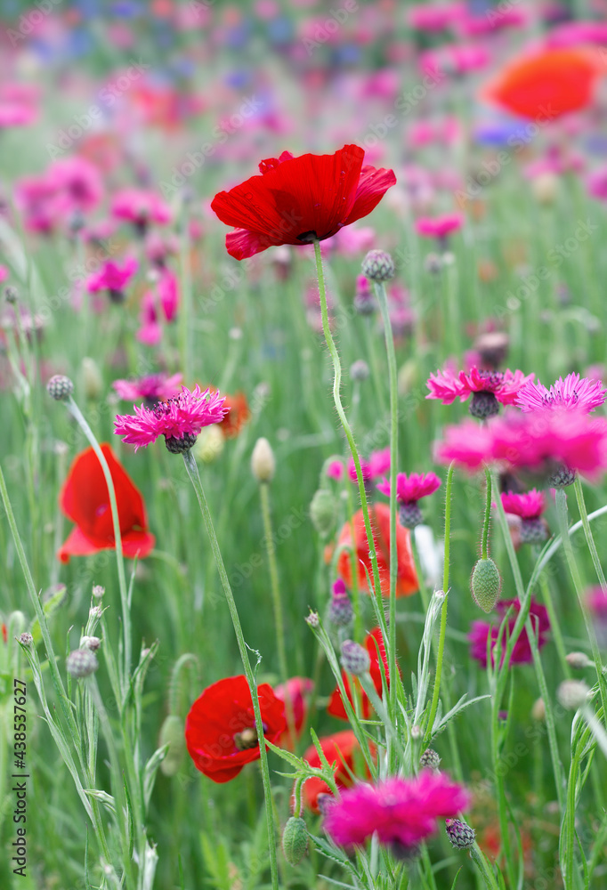 Field of red poppy flowers with pink cornflowers on light green leaves background.
Field of red poppy flowers with pink cornflowers on light green leaves background.