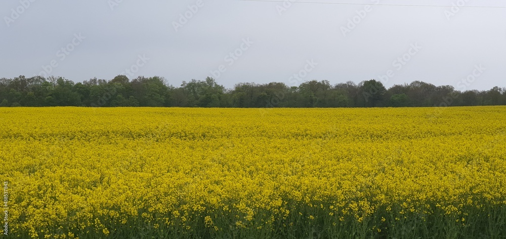 field and sky field and sky