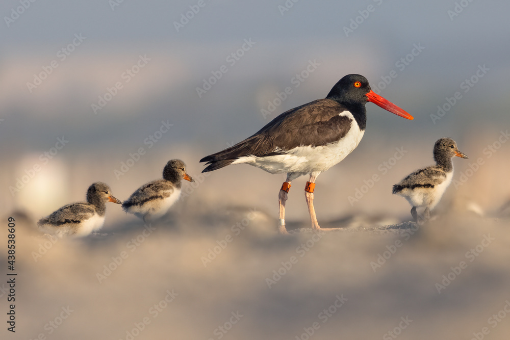 American Oystercatcher with its three chicks on a morning walk American Oystercatcher with its three chicks on a morning walk