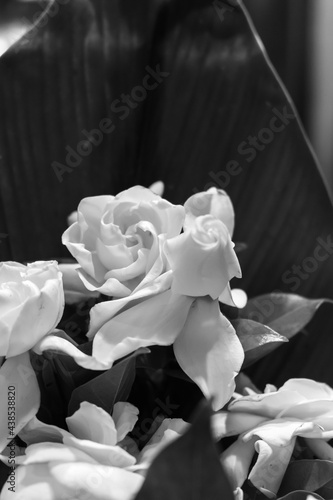 fragrant jasmine bouquet black and white closeup