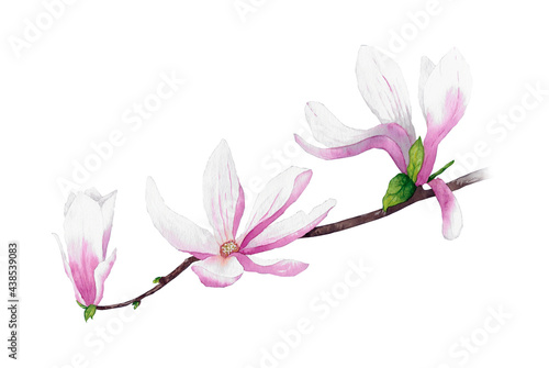 Watercolor pink magnolia branch illustration, isolated.