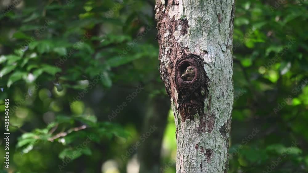 Collared Owlet, Taenioptynx brodiei, Kaeng Krachan, Thailand; three nestlings seen peeking out of the burrow, one on the right sticks its head out to call for their parents to come for food. Collared Owlet, Taenioptynx brodiei, Kaeng Krachan, Thailand; three nestlings seen peeking out of the burrow, one on the right sticks its head out to call for their parents to come for food.