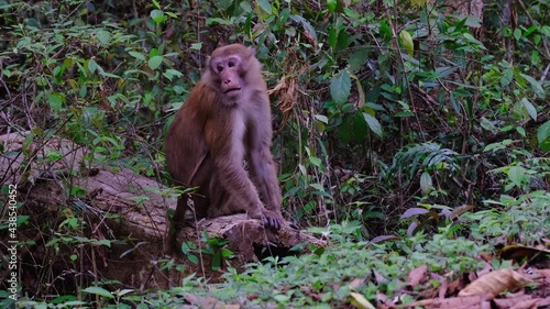 Assamese Macaque, Macaca assamensis, male, Phu Khiao Wildlife Sanctuary; sitting on a log facing to the right then it started moving its head around towards the left while eating something. photo