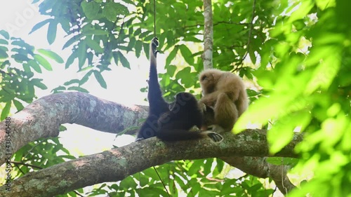 White-handed Gibbon, Hylobates lar, Kaeng Krachan, Thailand; female lying down on a big branch while holding on a vine to balance, the male grooms the it under the canopy of a huge tree in the forest. photo