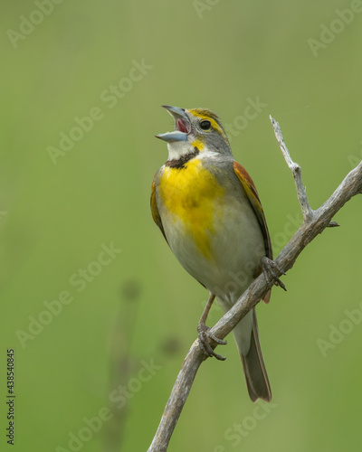 Male Dickcissel