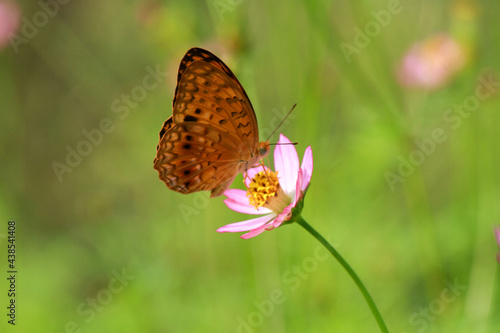 Butterfly on the little flower