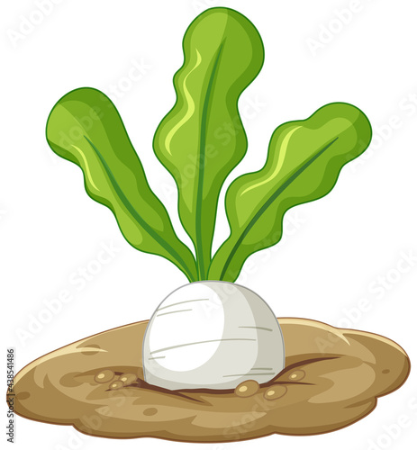 White radish root in soil cartoon style isolated