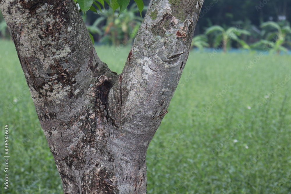 Obraz premium tree farm for harvest and business