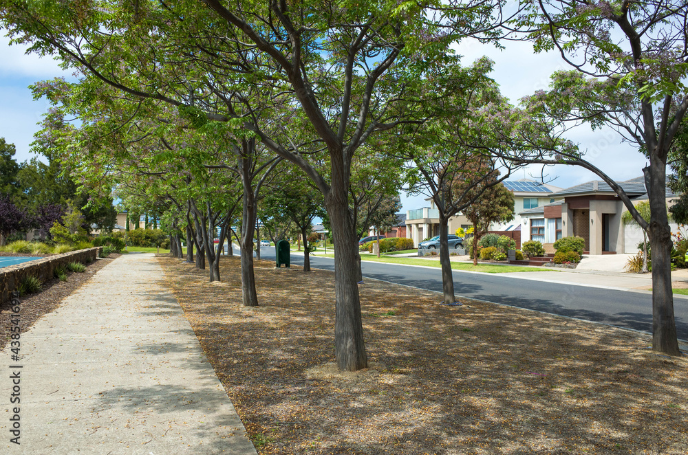 The Chinaberry trees on the nature stripe and the pedestrian sidewalk with some Australian residential houses in the background. The suburban street view in Wiliams Landing, Melbourne, VIC Australia.