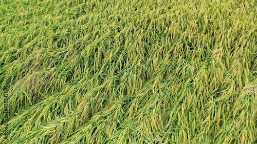 Aerial Drone Video - Bird Eye View of Rice Paddy Field Crops and Grains, Some Damaged By Typhoon - Farming Agriculture at Doliu City Taiwan. photo