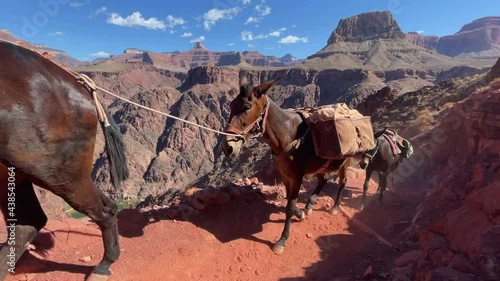 Pan right to left of mules walking up the South Kaibab trail in the Grand Canyon photo