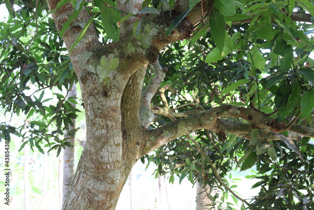 Fototapeta premium mango tree on farm for harvest