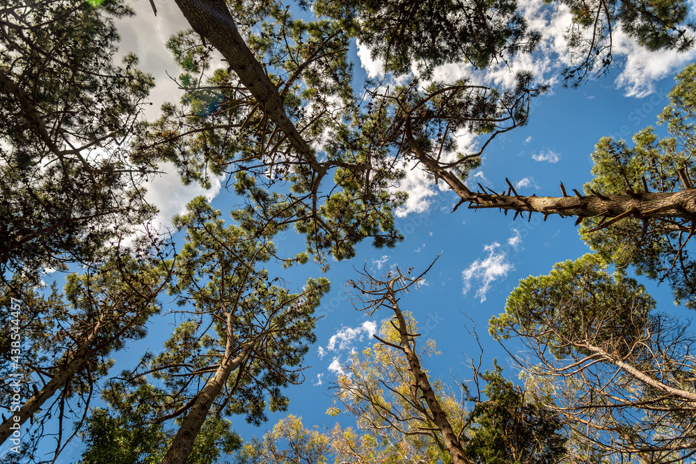 Obraz premium Tall treetops of a forest seen from underneath on a sunny day with blue sky