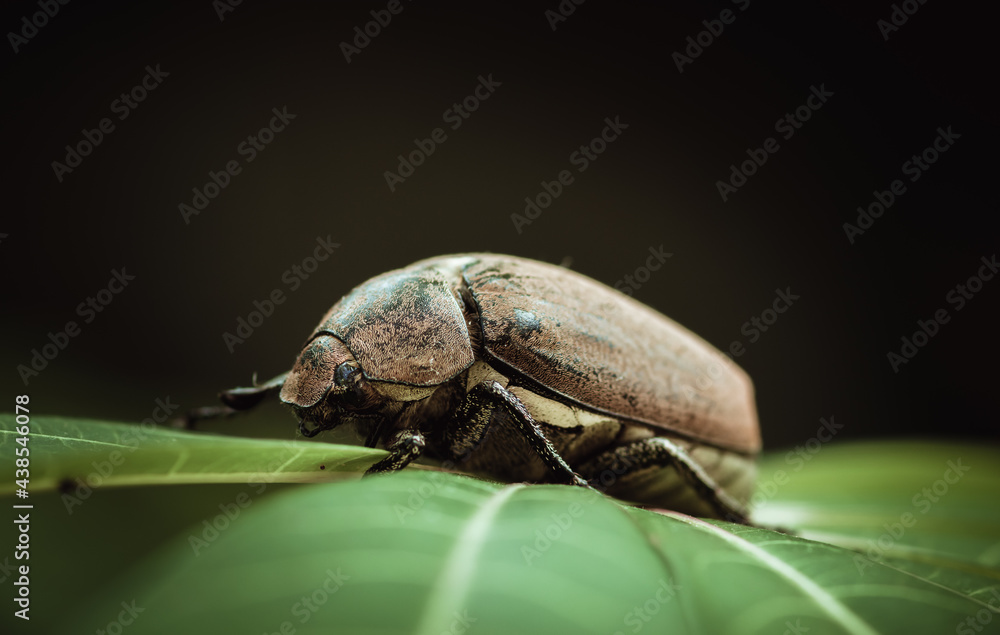 Naklejka premium weathered June beetle on top of a green leaf close-up macro photo.