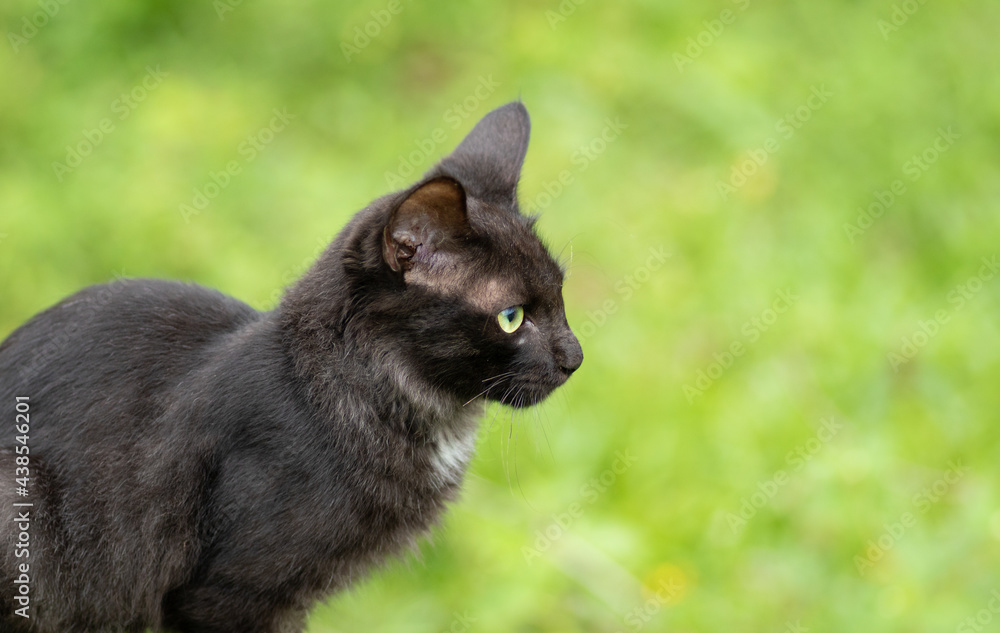 Fototapeta premium Young cat stares, close up animal portraiture.