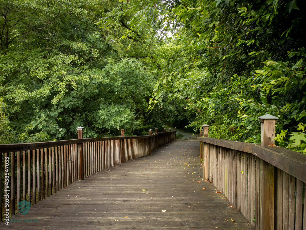 Obraz premium Mysterious walkway into a green forest
