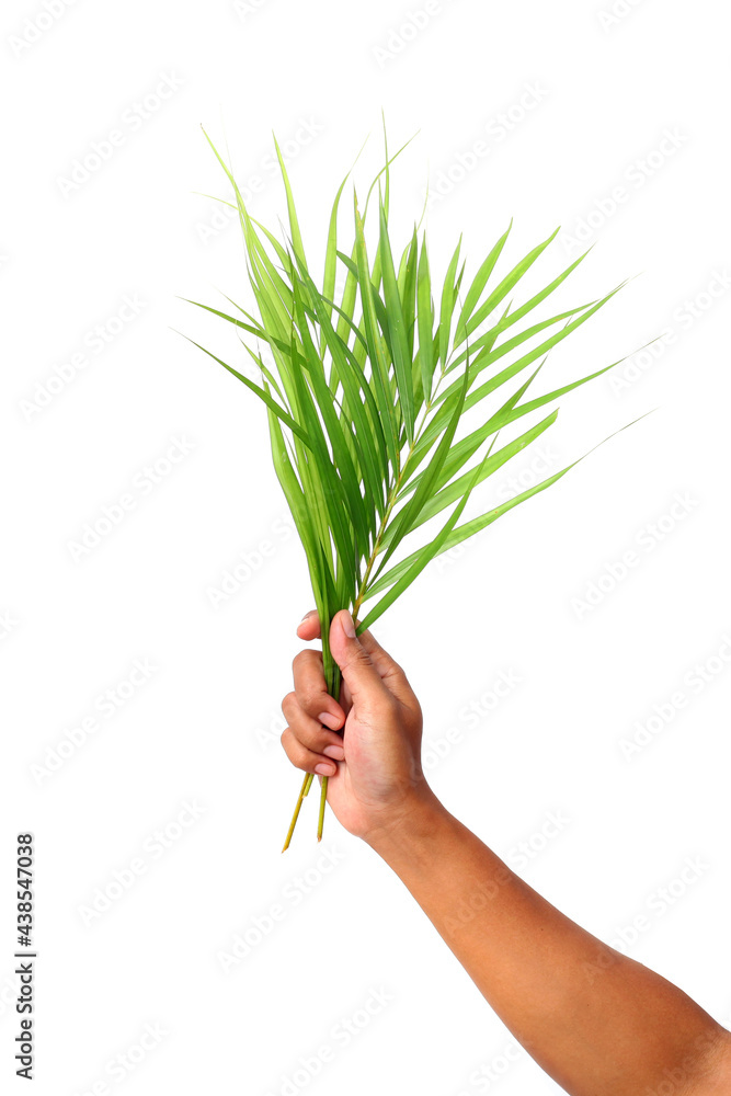 Green palm leaf isolated on white background with copyspace Green palm leaf isolated on white background with copyspace