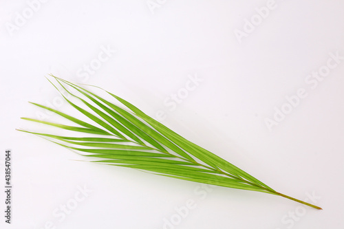 Green palm leaf isolated on white background with copyspace