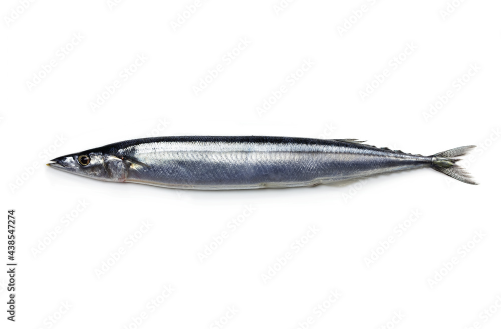 Nice shaped Pacific saury (Cololabis saira / mackerel pike / Sanma ) isolated on white. Nice shaped Pacific saury (Cololabis saira / mackerel pike / Sanma ) isolated on white.