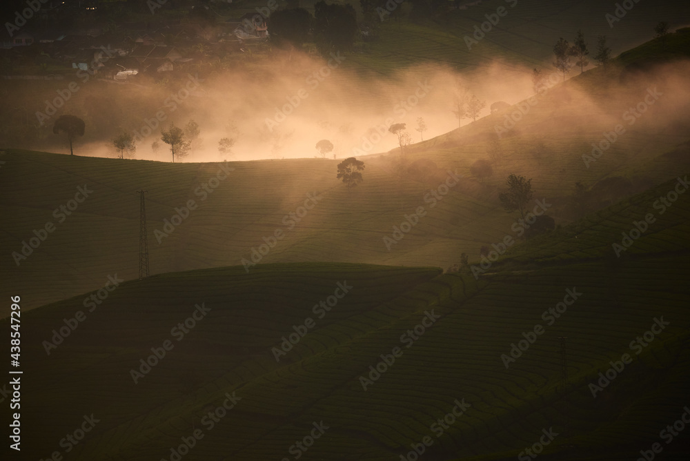 Fototapeta premium Beautiful view of cukul tea plantation located in West Java, Indonesia.
