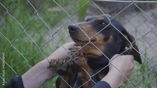 Hands petting cute smiling dachshund dog outdoor.Close up photo