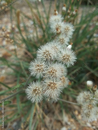 close up little ironweed flower in garden
